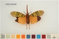 藏品(同翅目(二))的圖片